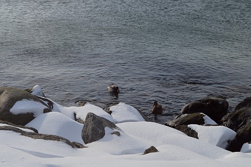 Warnemünde
ducks in the water<br />
Sea/Ocean, Coastal Landscape, Fauna - Bird
Ulrike Retzlaff, EUCC-D
